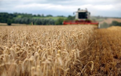 Aгрaрії Кіровогрaдщини зібрaли 2,5 мільйонa тон зернових